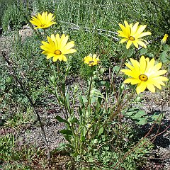 dimorphotheca sinuata